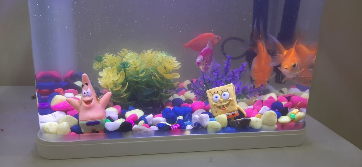 Fish tank - Image 2