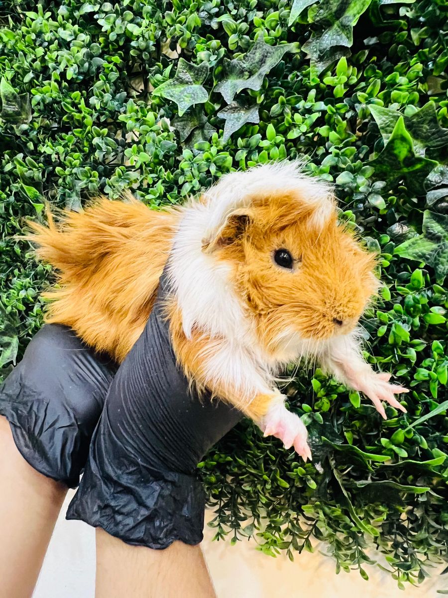 Adorable Long-Haired Guinea Pigs | خنازير غينيا جميلة طويلة الشعر للبيع – ألوان مختلفة! - Image 6