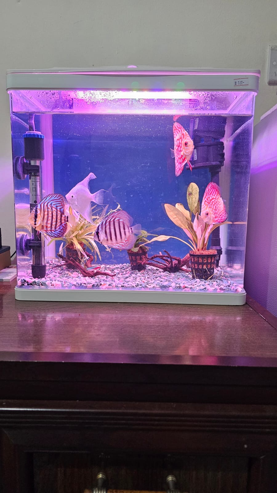 Fish Tank for sale.  Only Tank.  Well condition - Image 2