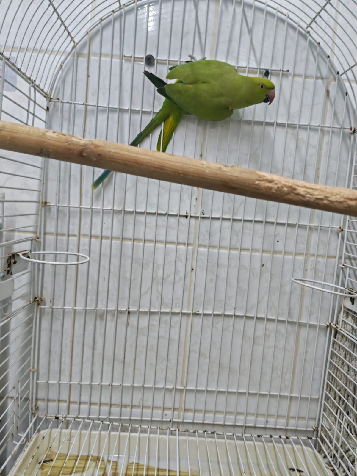 Indian Ring Neck - Image 1
