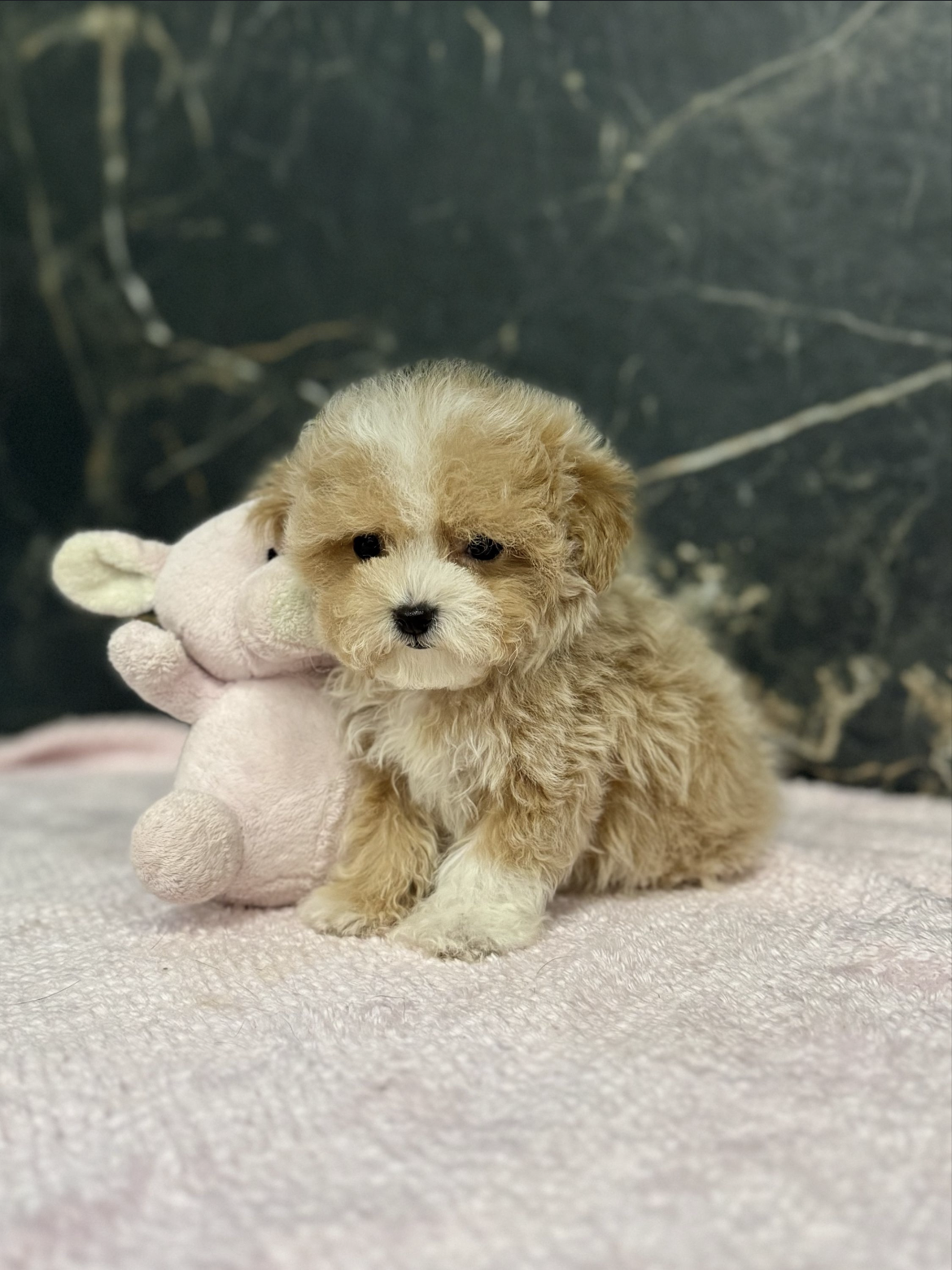 Mini maltipoo F1 dog - Image 7