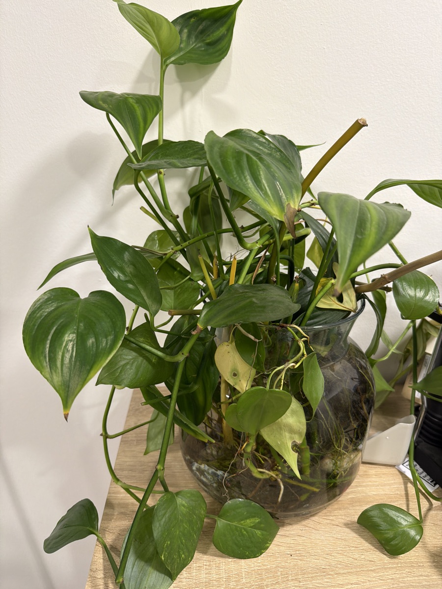 Indoor plants - Image 2