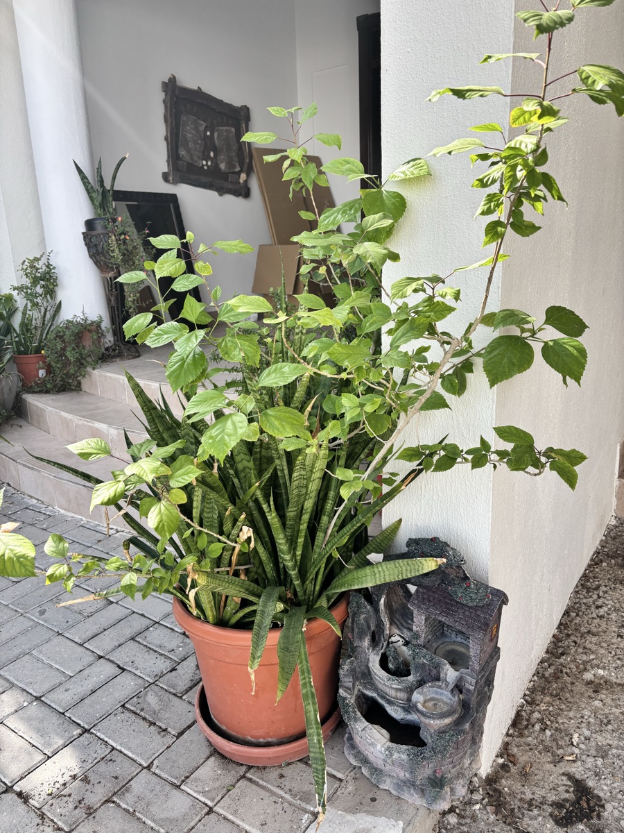Plants - Image 10