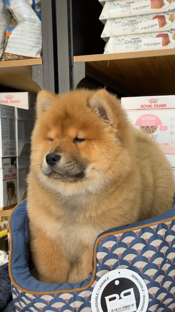 Chow chow puppy - Image 2