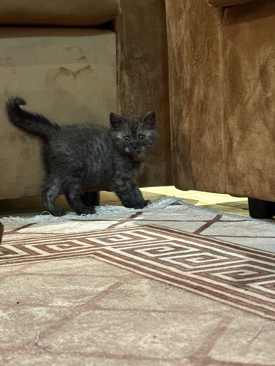 Playful female kitten for sale - Image 5