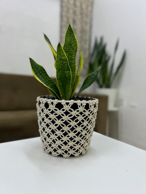 Snake Plants with Macrame Pot Cover - Image 6