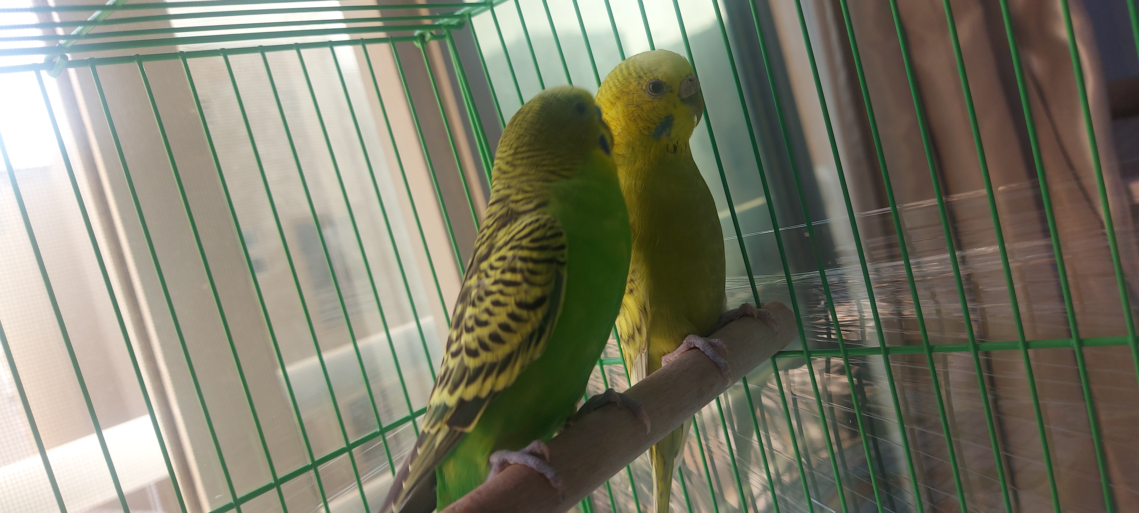 budgie birds 2 pair With Cage - Image 1