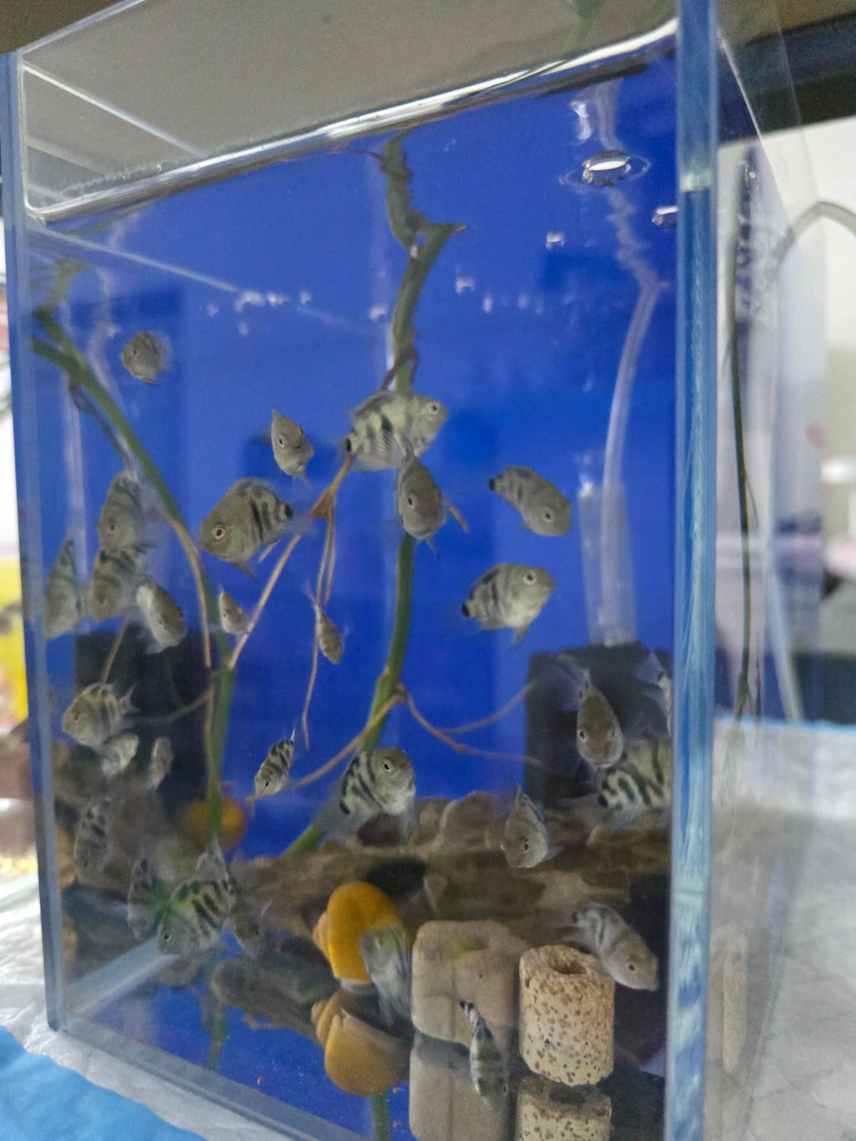 Mini blue parrot fish, snail & mollies - Image 3