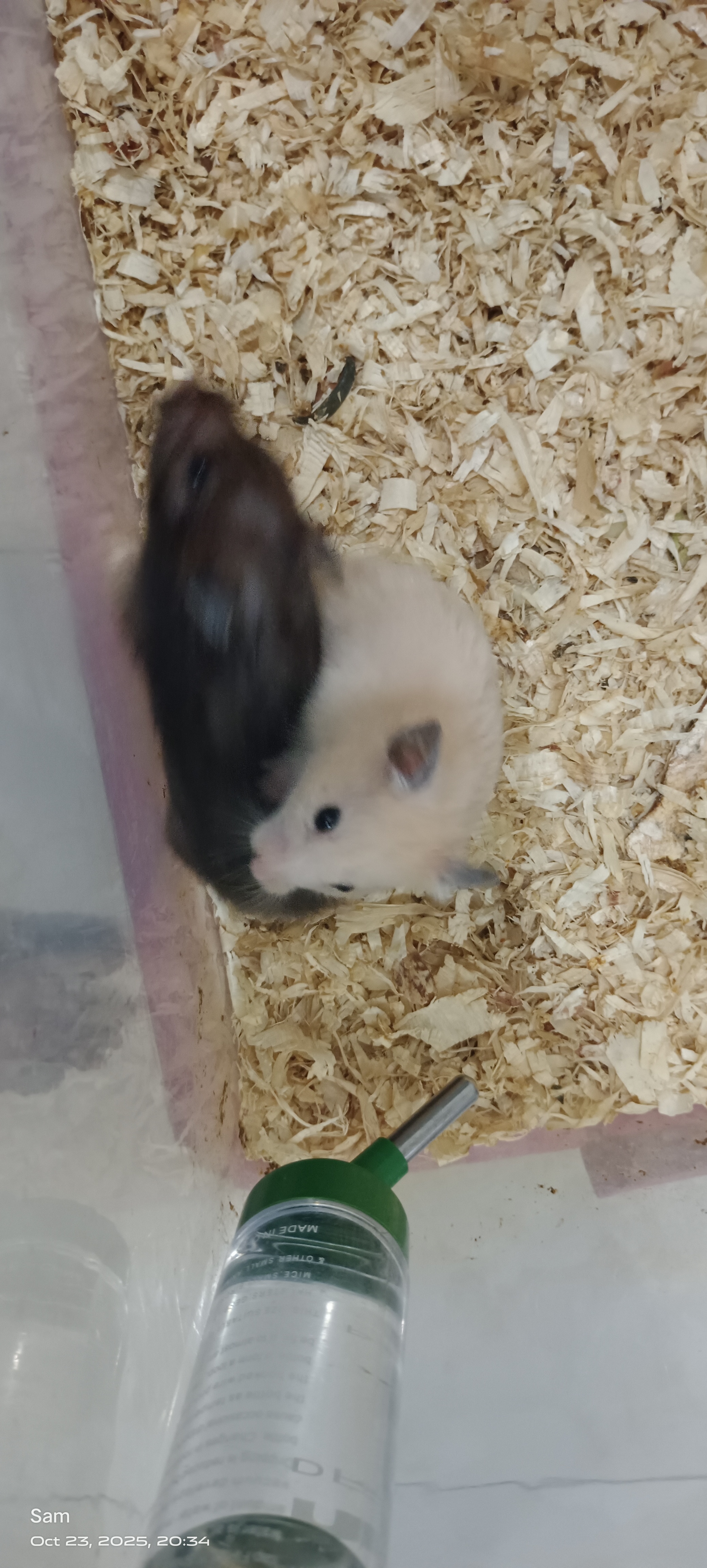 BEAUTIFUL HAMSTERS ? FOR SALE - Image 2