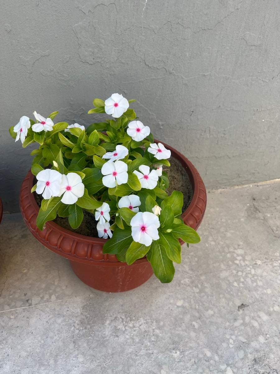 Flowers - Image 1