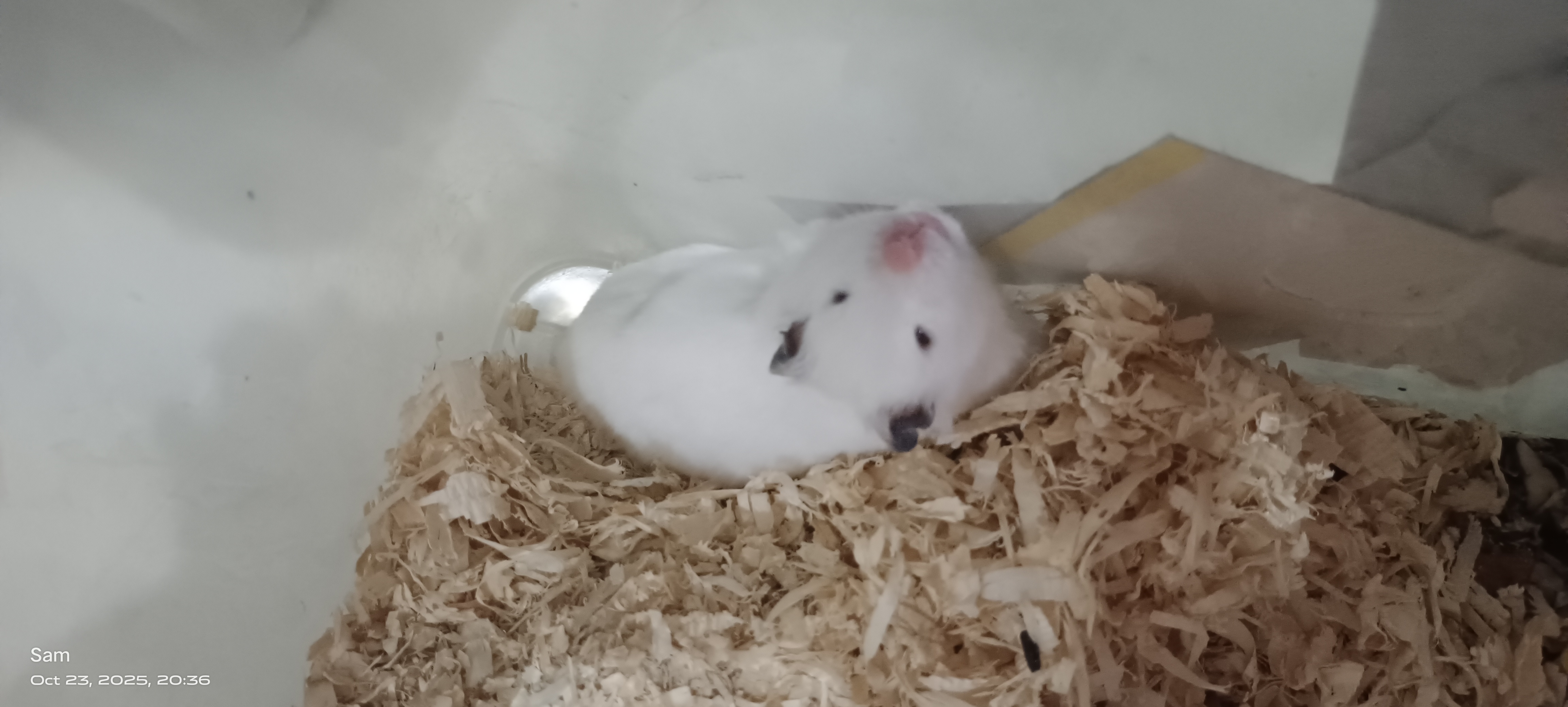 BEAUTIFUL HAMSTERS ? FOR SALE - Image 5