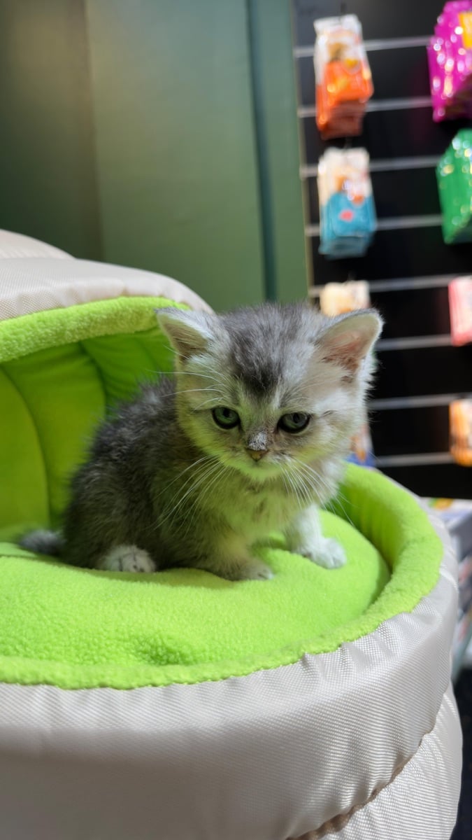 Scottish kitten - Image 3
