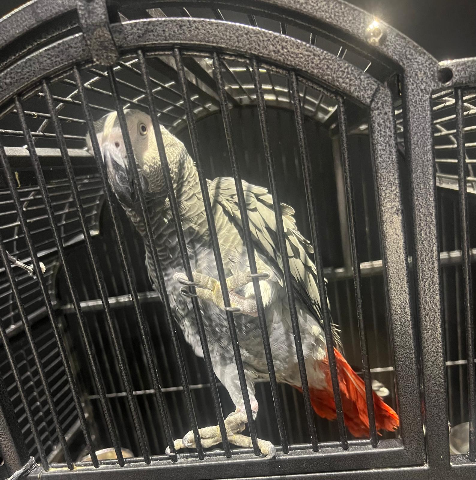 Stunning African Grey Parrot for Sale – 1 year 6 months old - Image 5