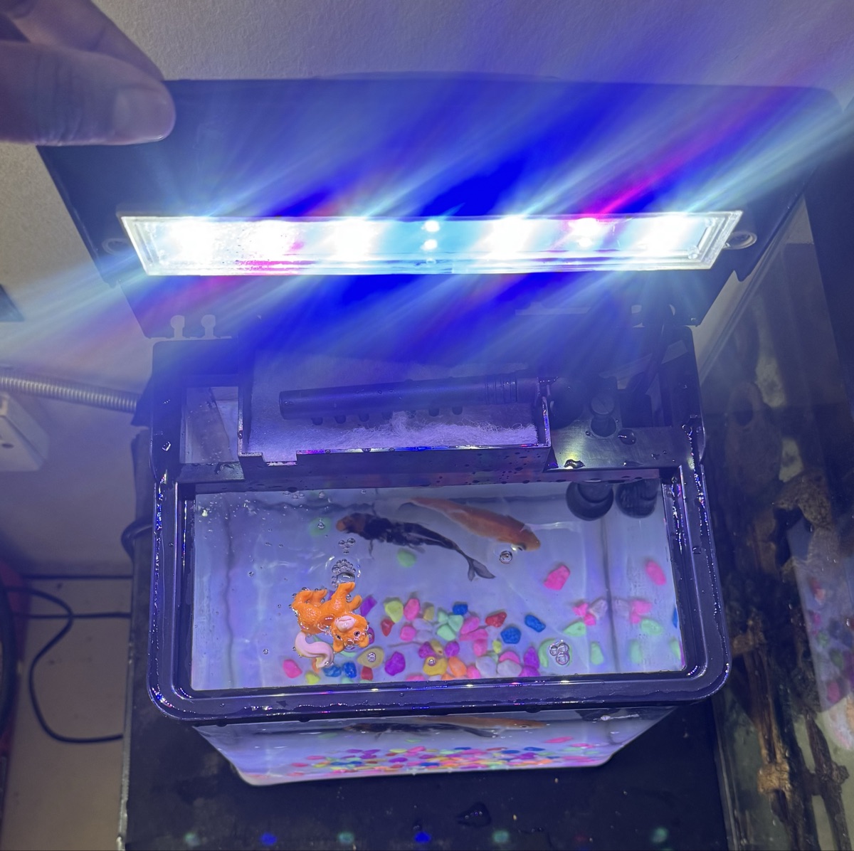Fish’s with aquarium - Image 3