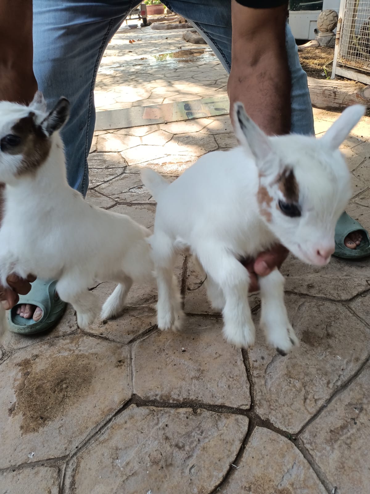 Goat For Sale 2pcs - Image 1