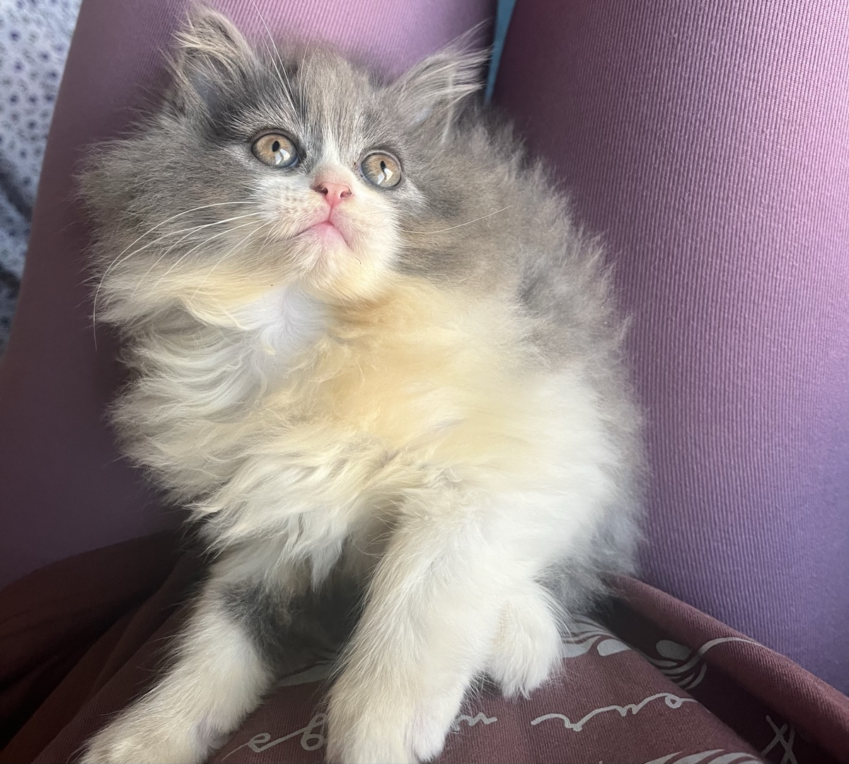 Cat Female - Image 2