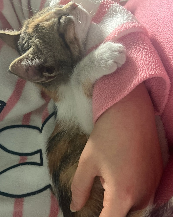 Urgent Kitten for Adoption - Image 4