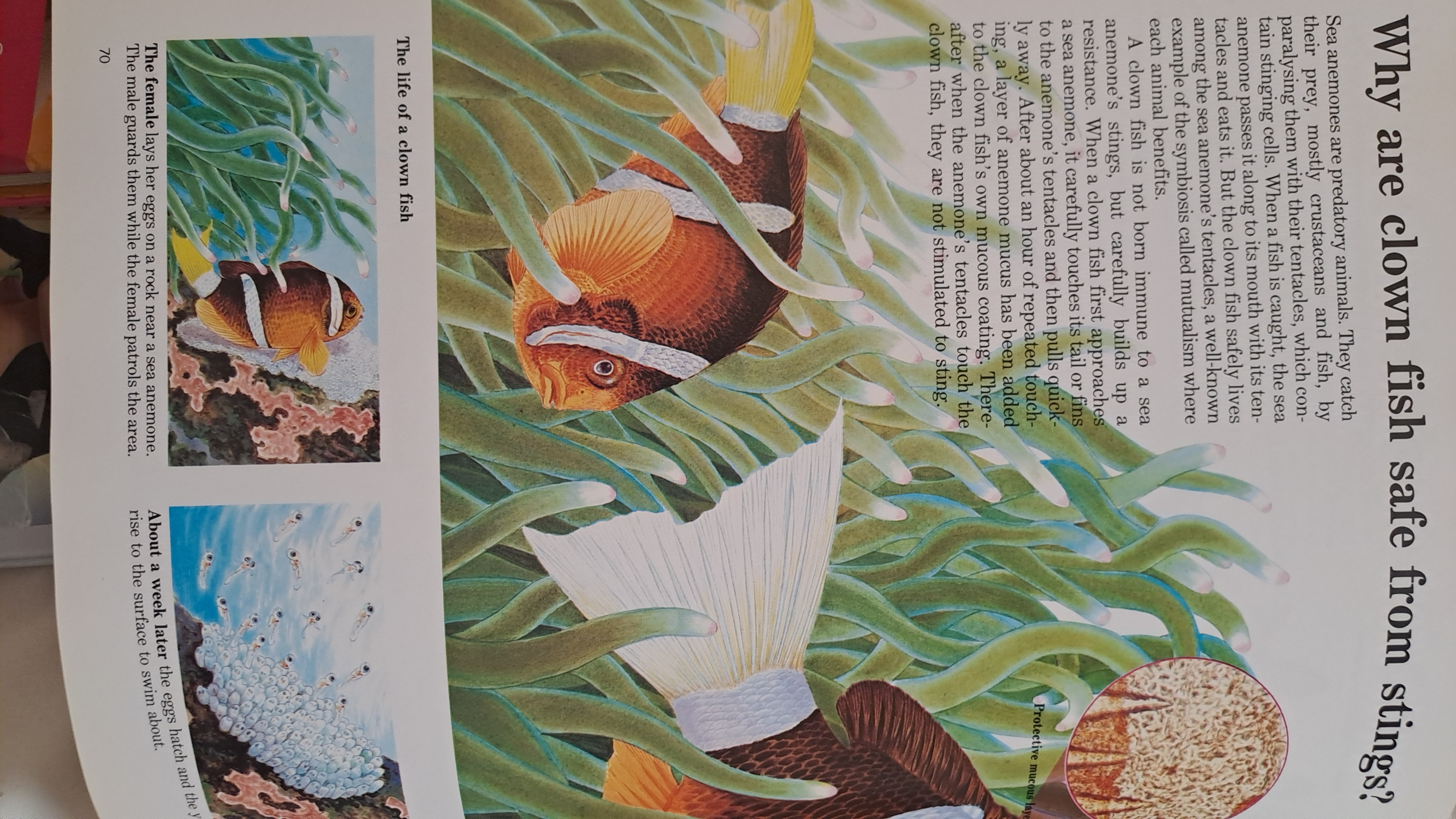Children Encyclopaedia/ Britannica books - Image 3