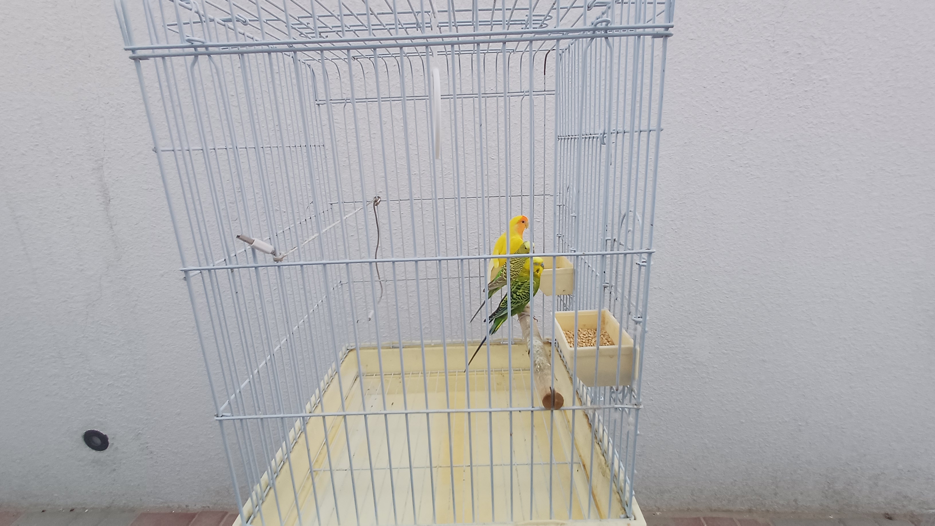 Beautiful parrot, Budgies for sale - Image 5