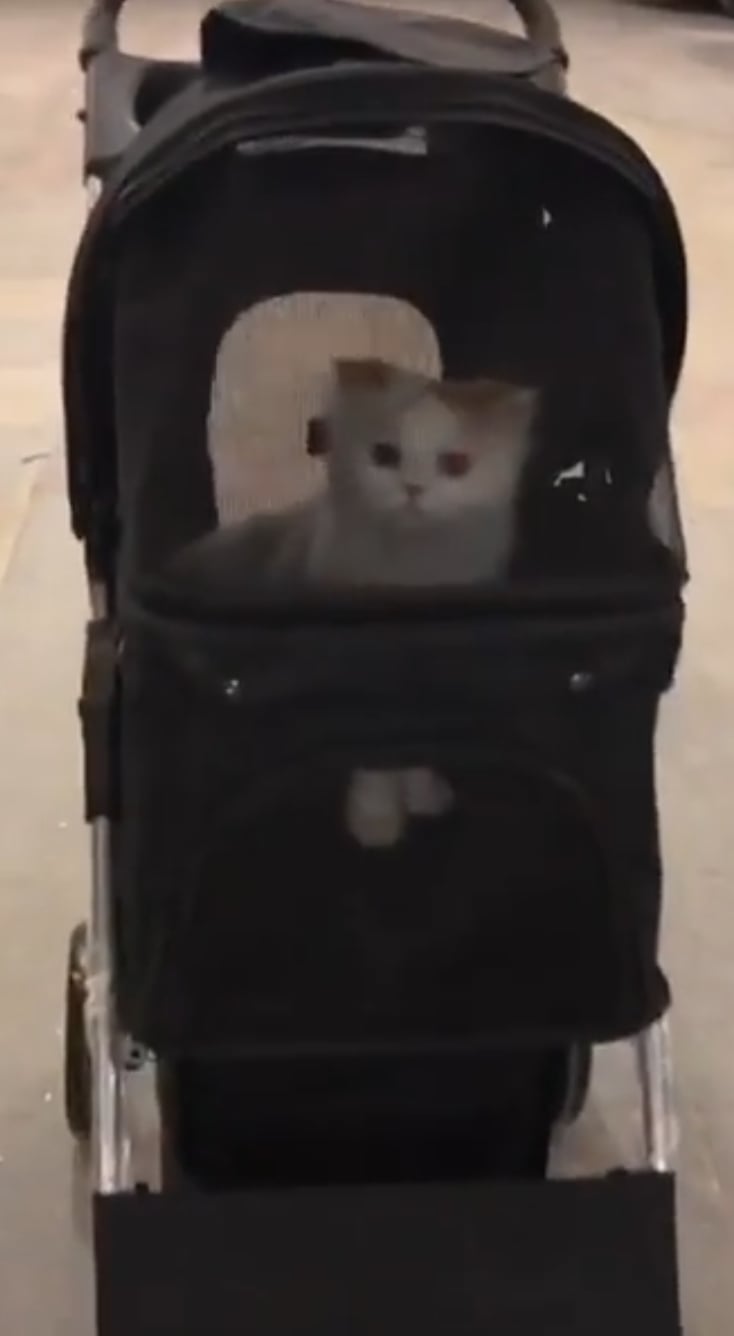 VIVO Black 4-Wheel Foldable Pet Stroller for Cat & Dog - Image 2