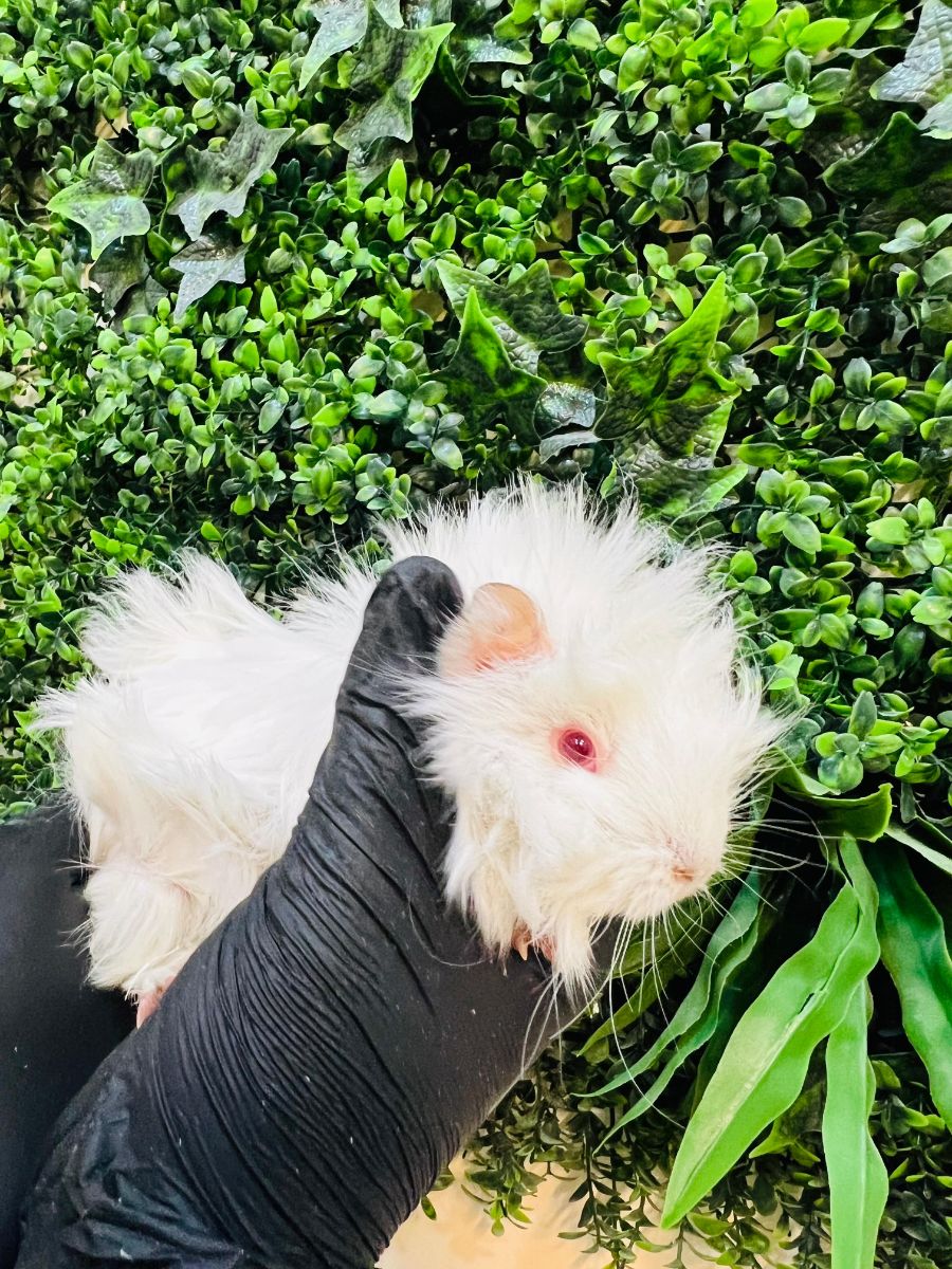 Long-Haired White Red-Eyed Guinea Pig - Image 2