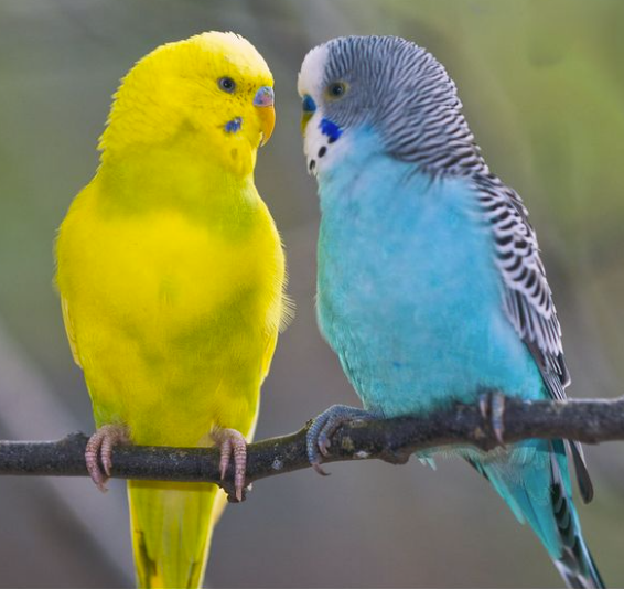 Cute innocent Budgies couple - Image 2