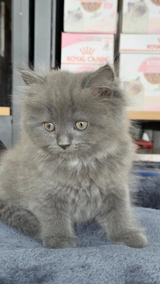 Scottish kitten straight - Image 3
