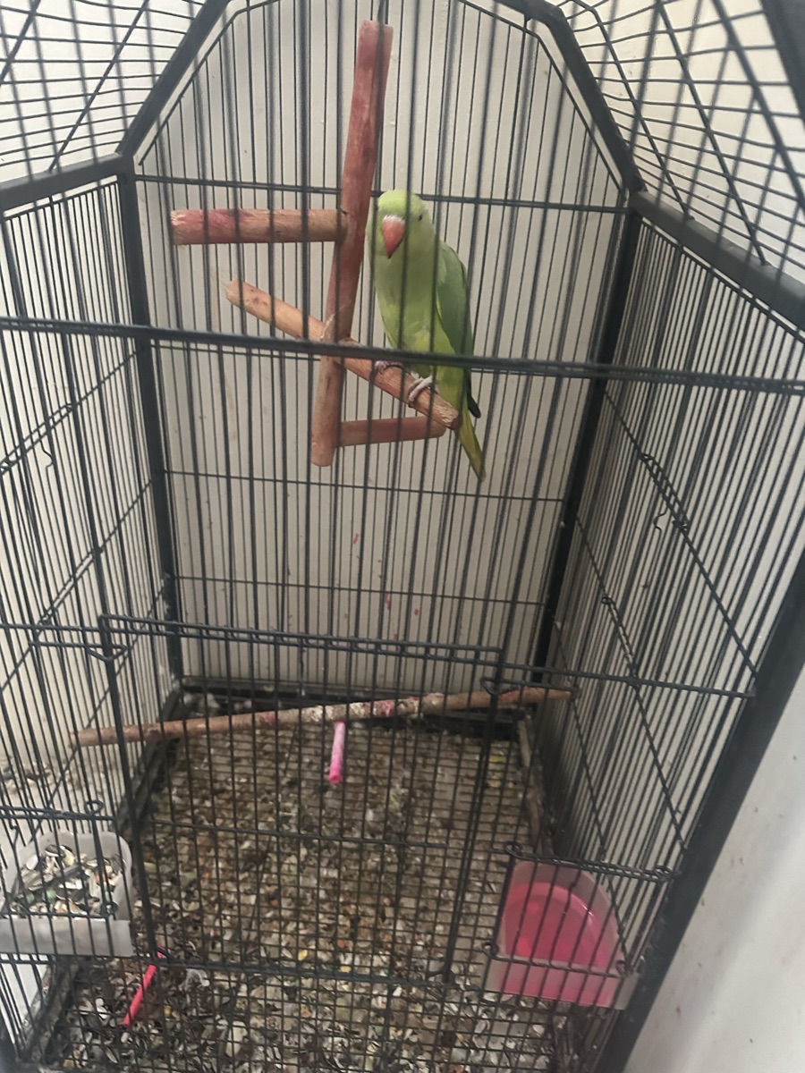 Green round neck parrot - Image 3