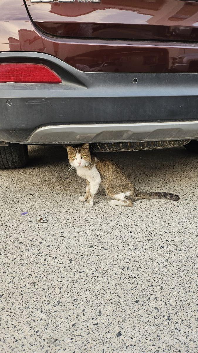 Stray Cat Need Help - Image 1