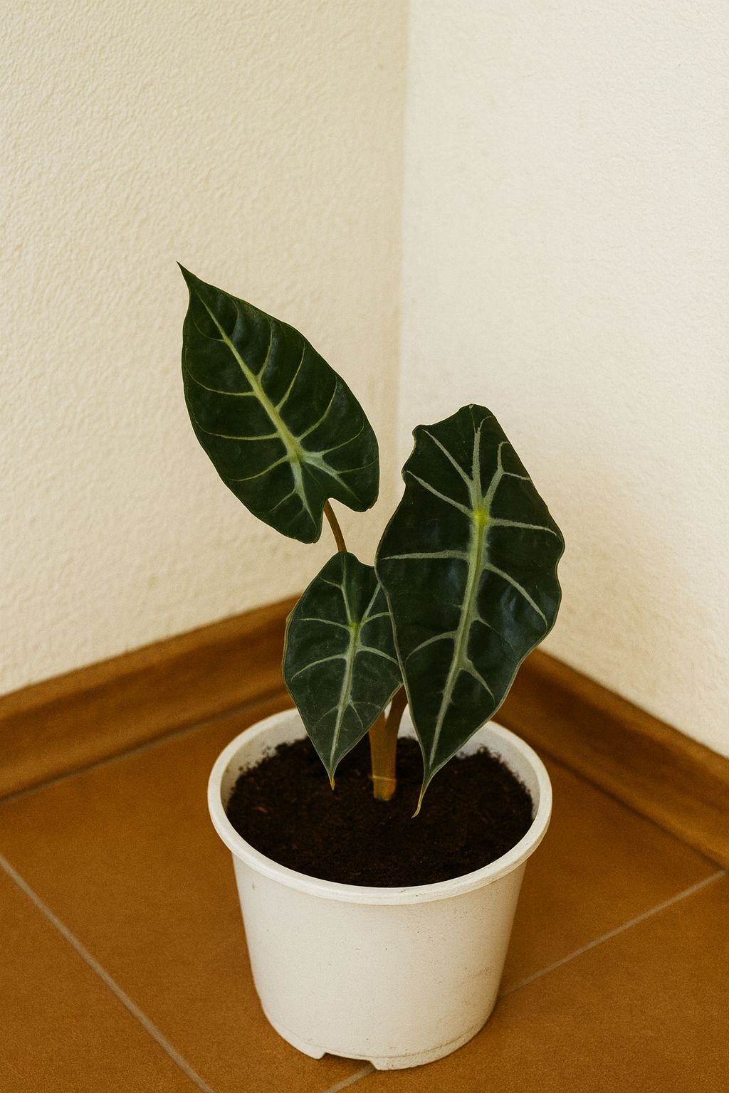  INDOOR AIR PURIFIERS  - Image 14