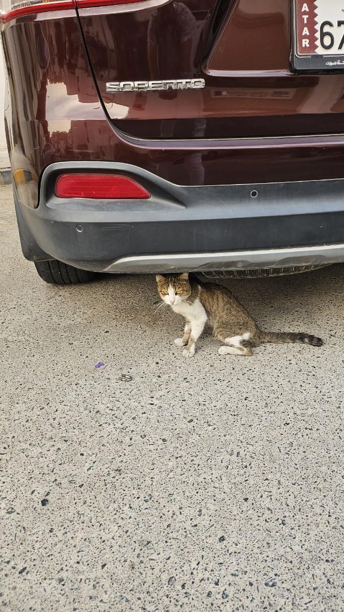 Stray Cat Need Help - Image 3