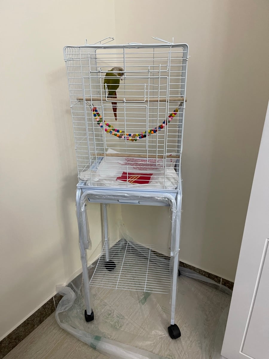 GREEN CHEEK CONURE FOR SALE - Image 2