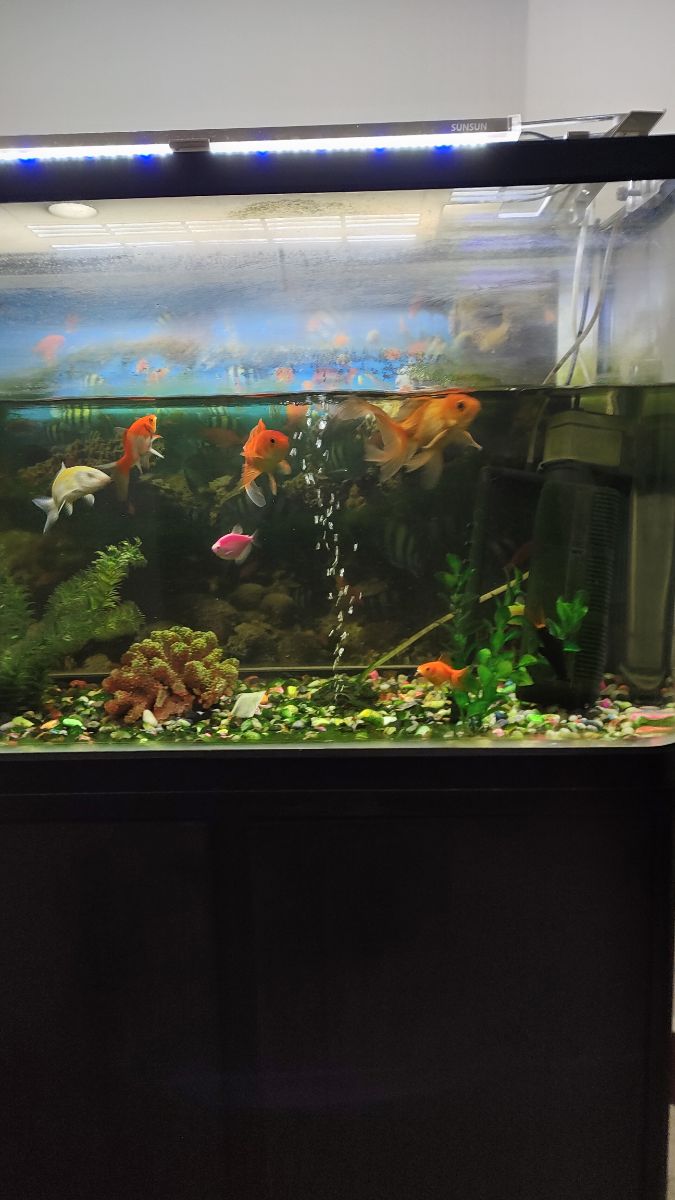 Aquarium - Image 1