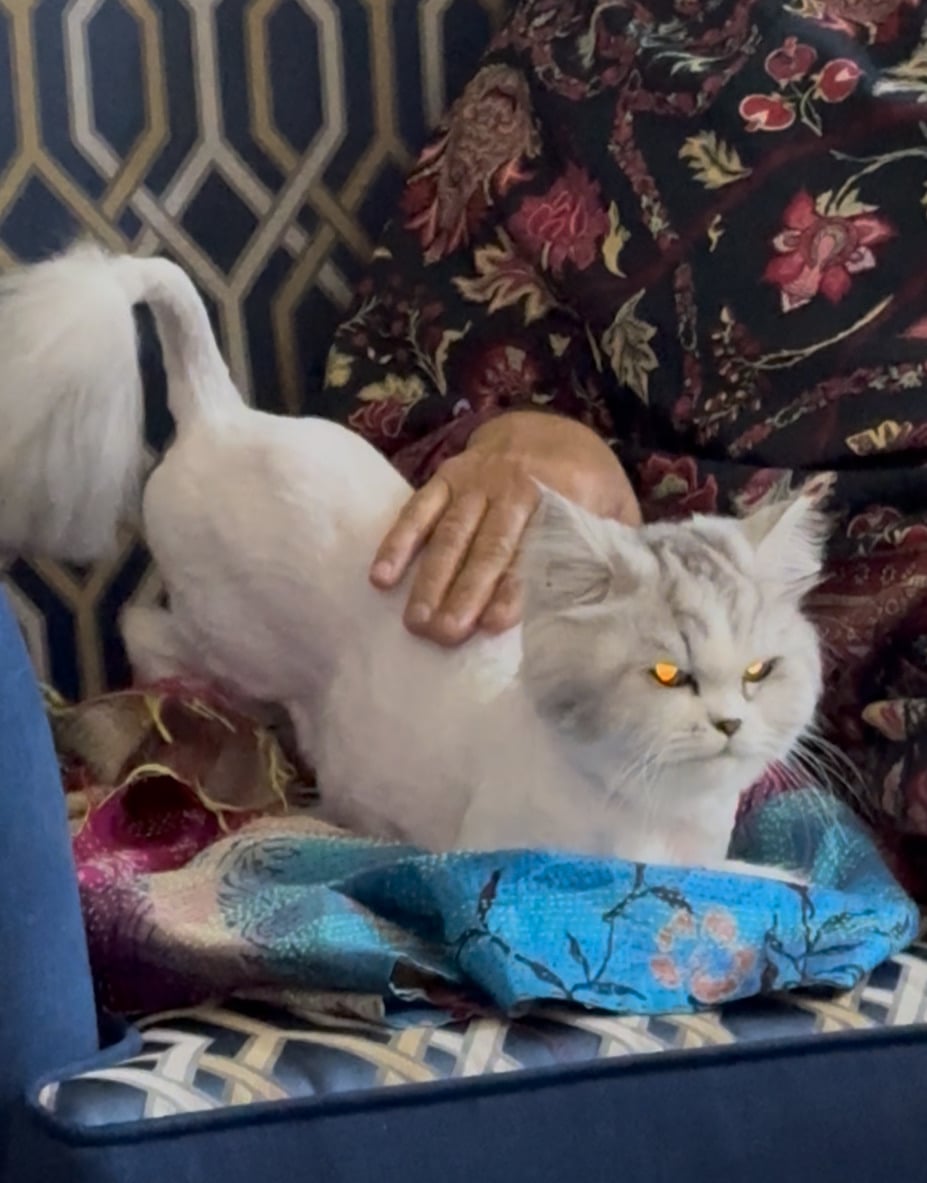 Cat for adoption - Image 9