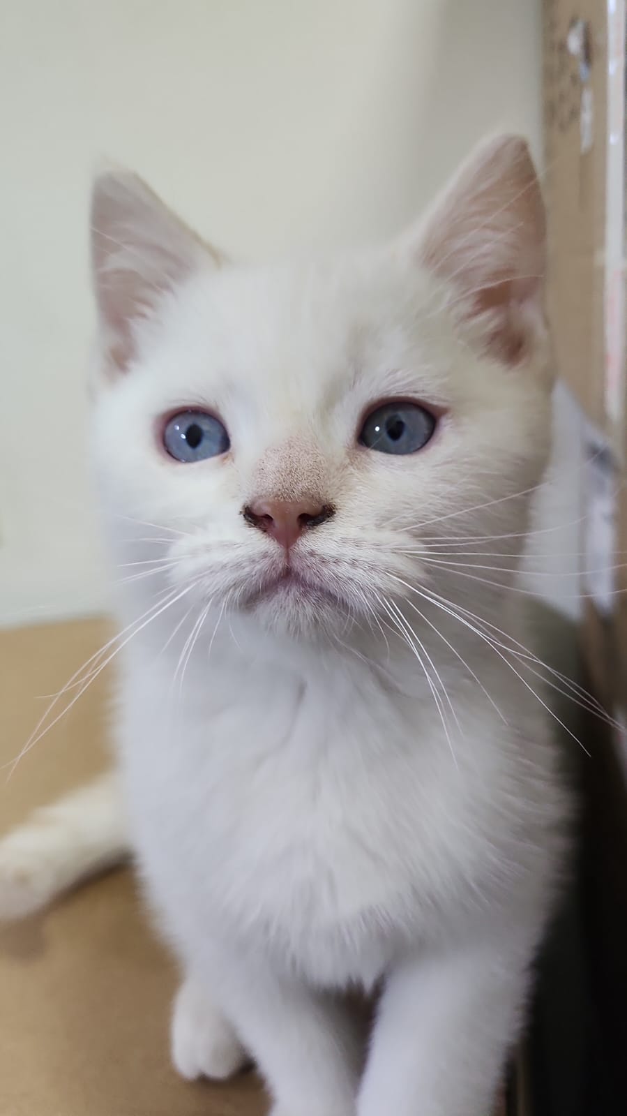 KIttens - Image 2