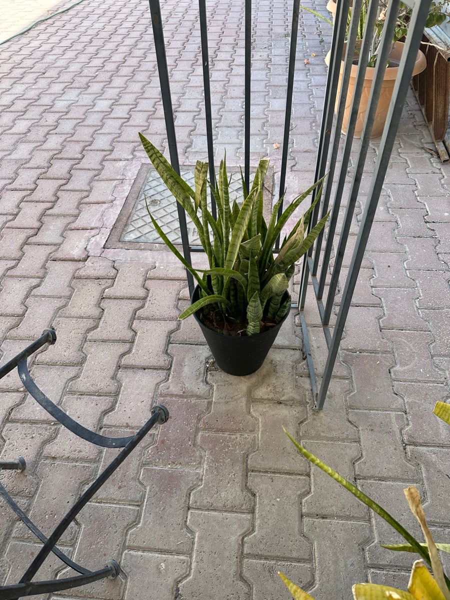 Plants - Image 9