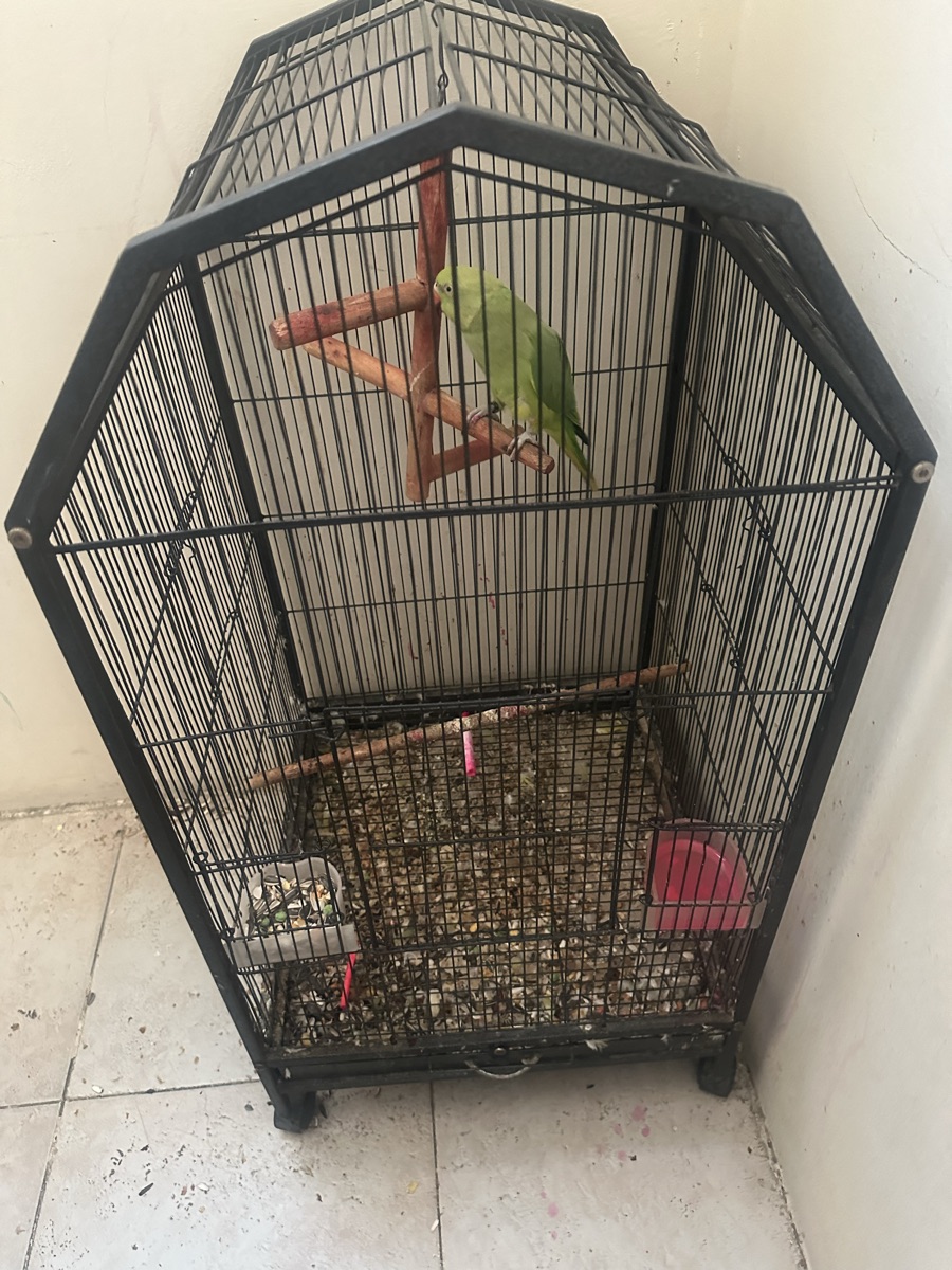 Green round neck parrot - Image 2