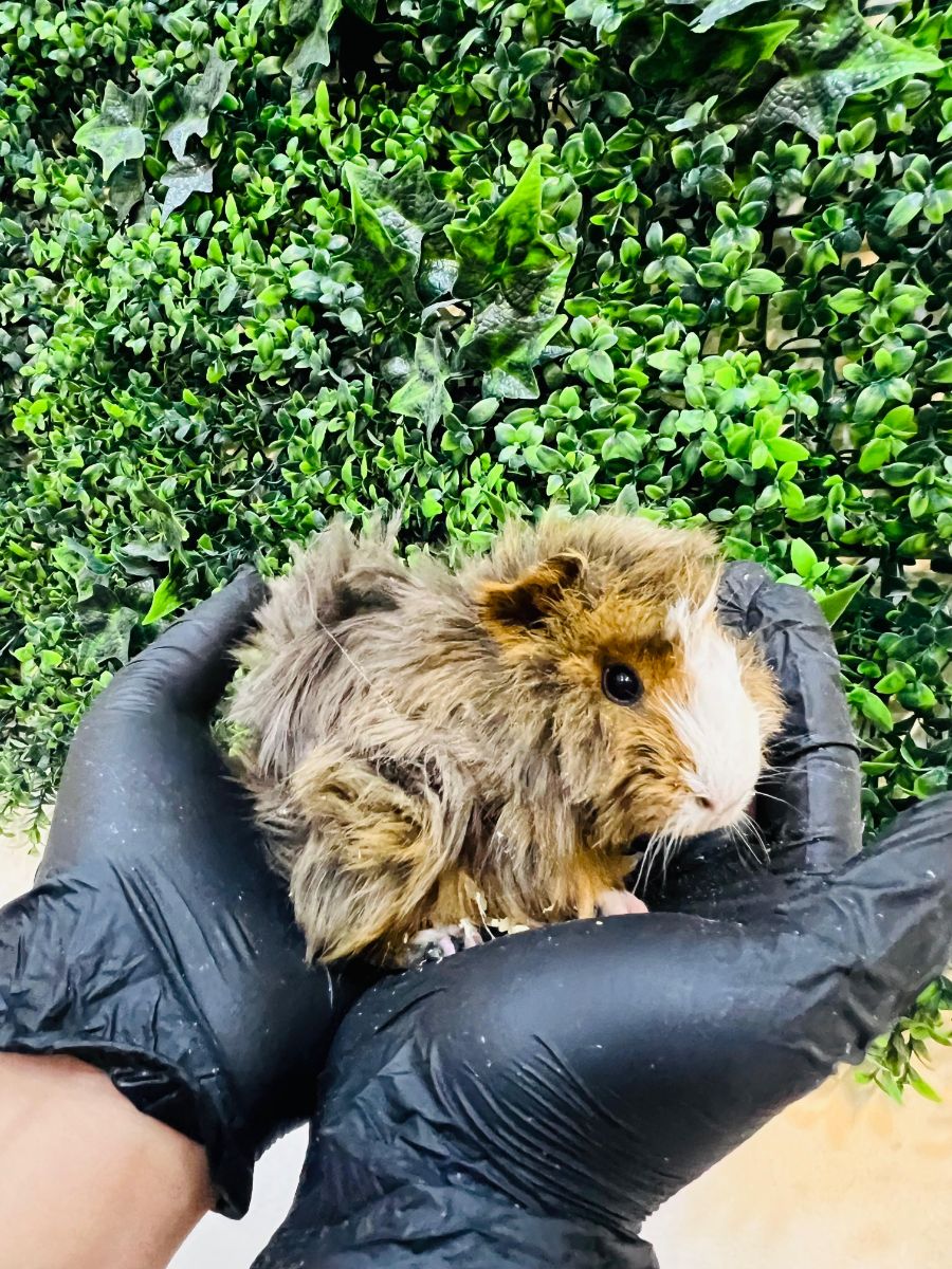 Adorable Long-Haired Guinea Pigs | خنازير غينيا جميلة طويلة الشعر للبيع – ألوان مختلفة! - Image 3