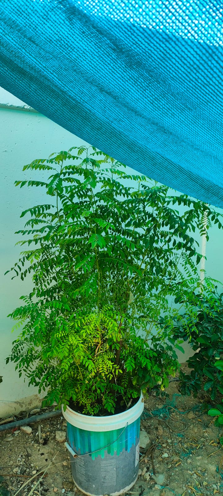 Ready to use Fully grown Well managed plants for sales - Image 5