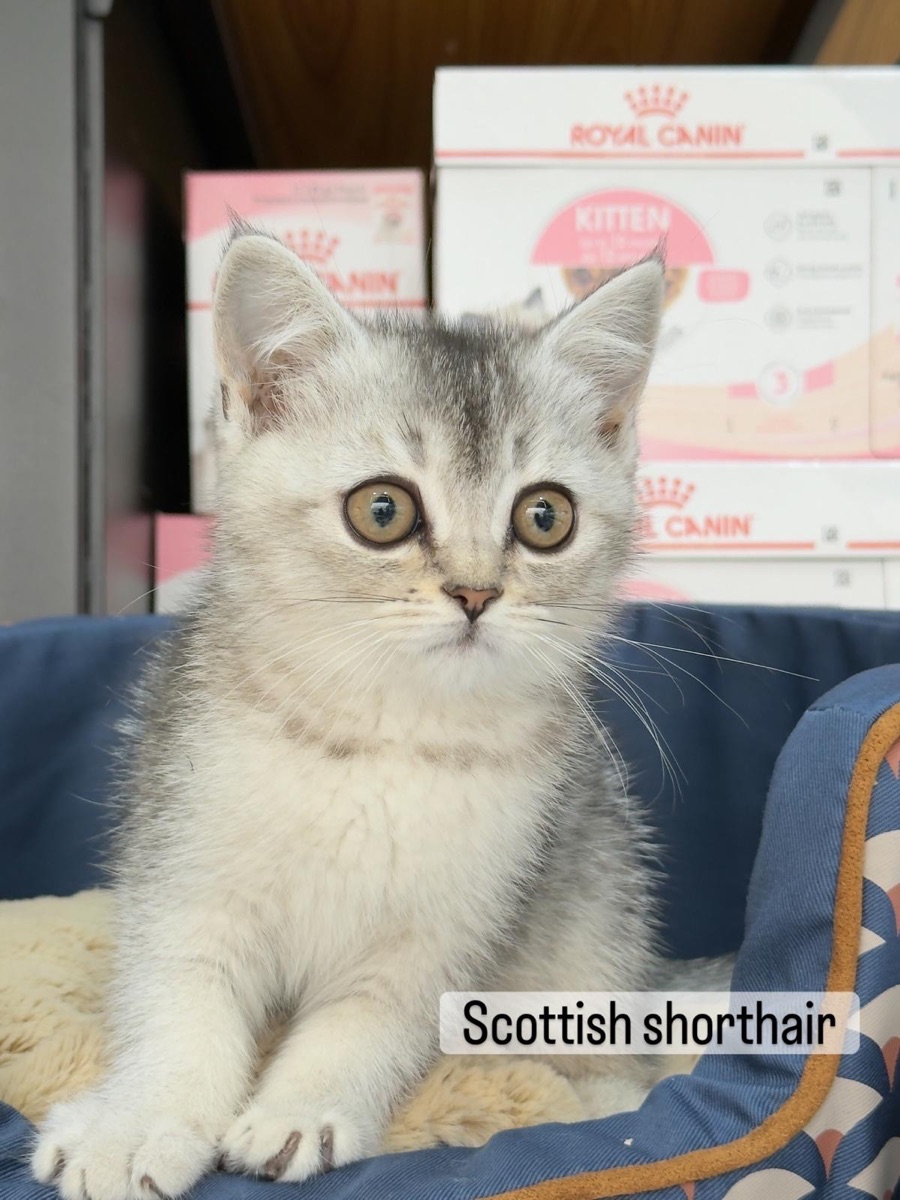 Scottish straight kittens - Image 1
