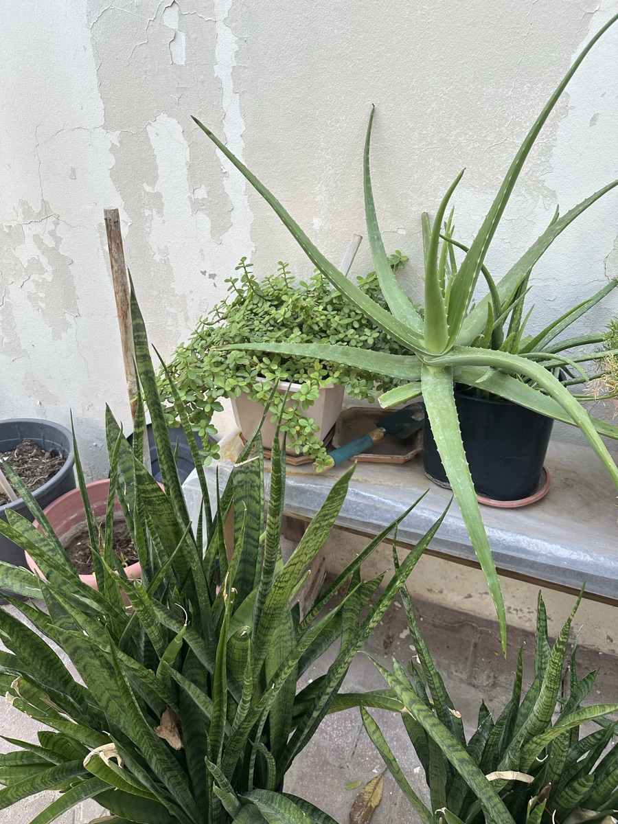 Plants - Image 3