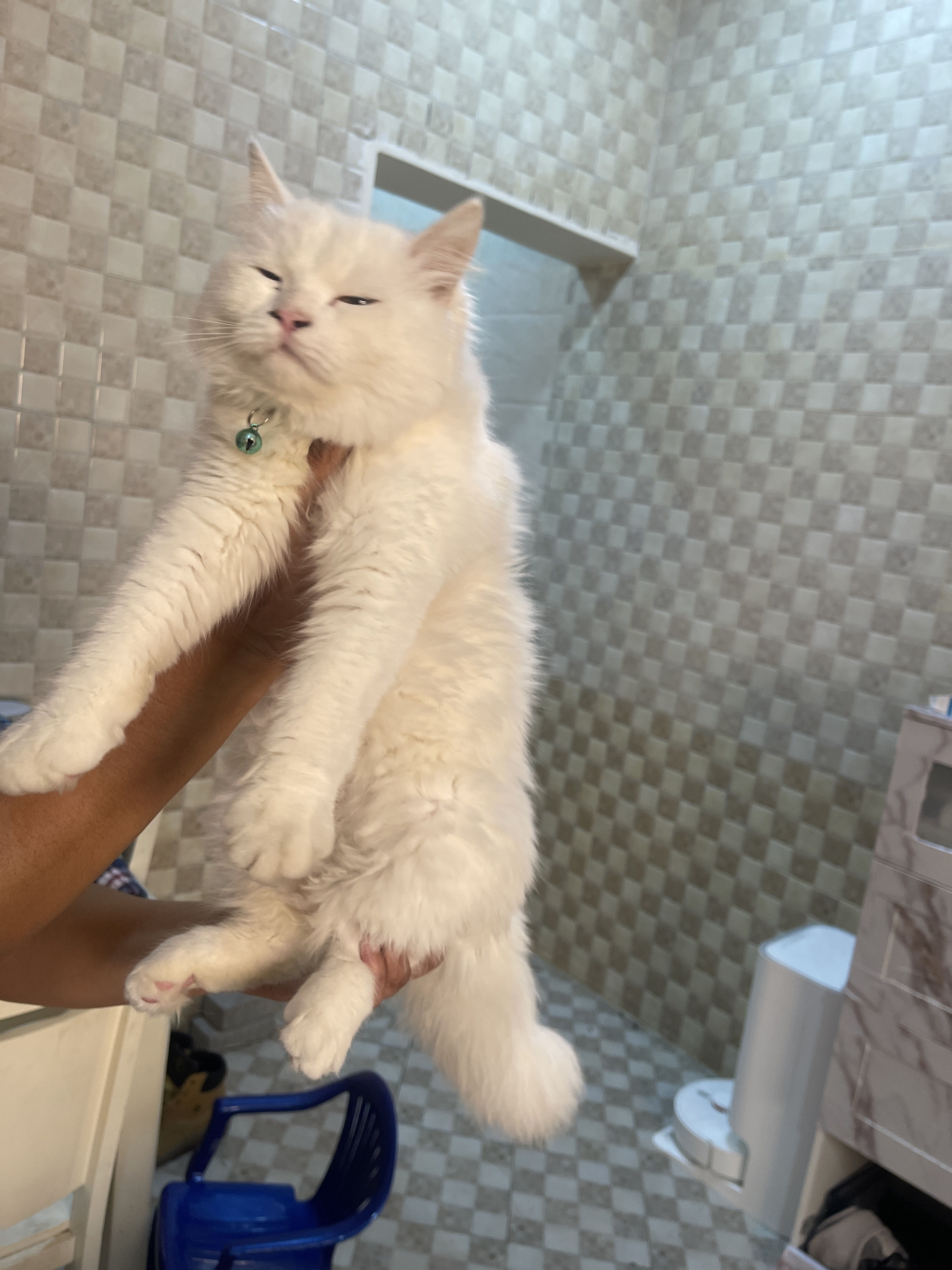 Persian Cat - Pure white- Vaccinated - Image 2