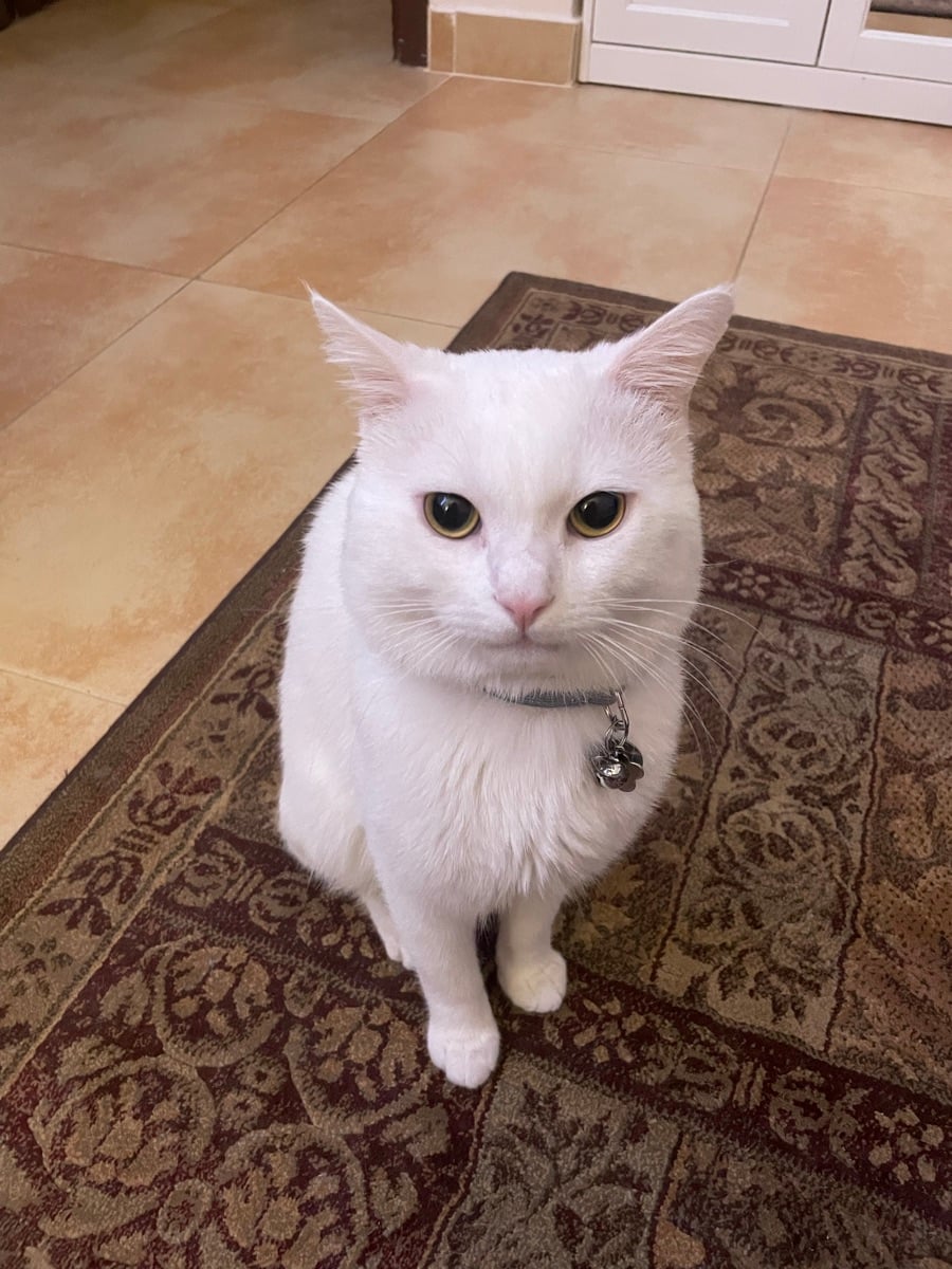 cat for adoption - Image 2