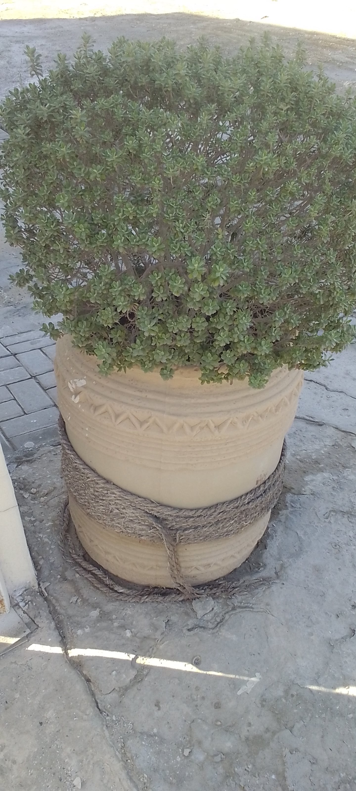 Garden pot's with plants  - Image 2