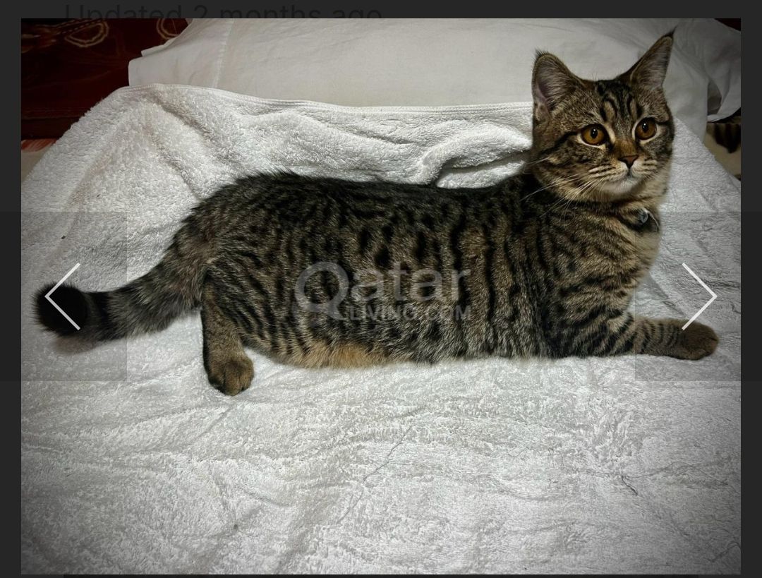 Female Scottish cat for Adoption - Image 2