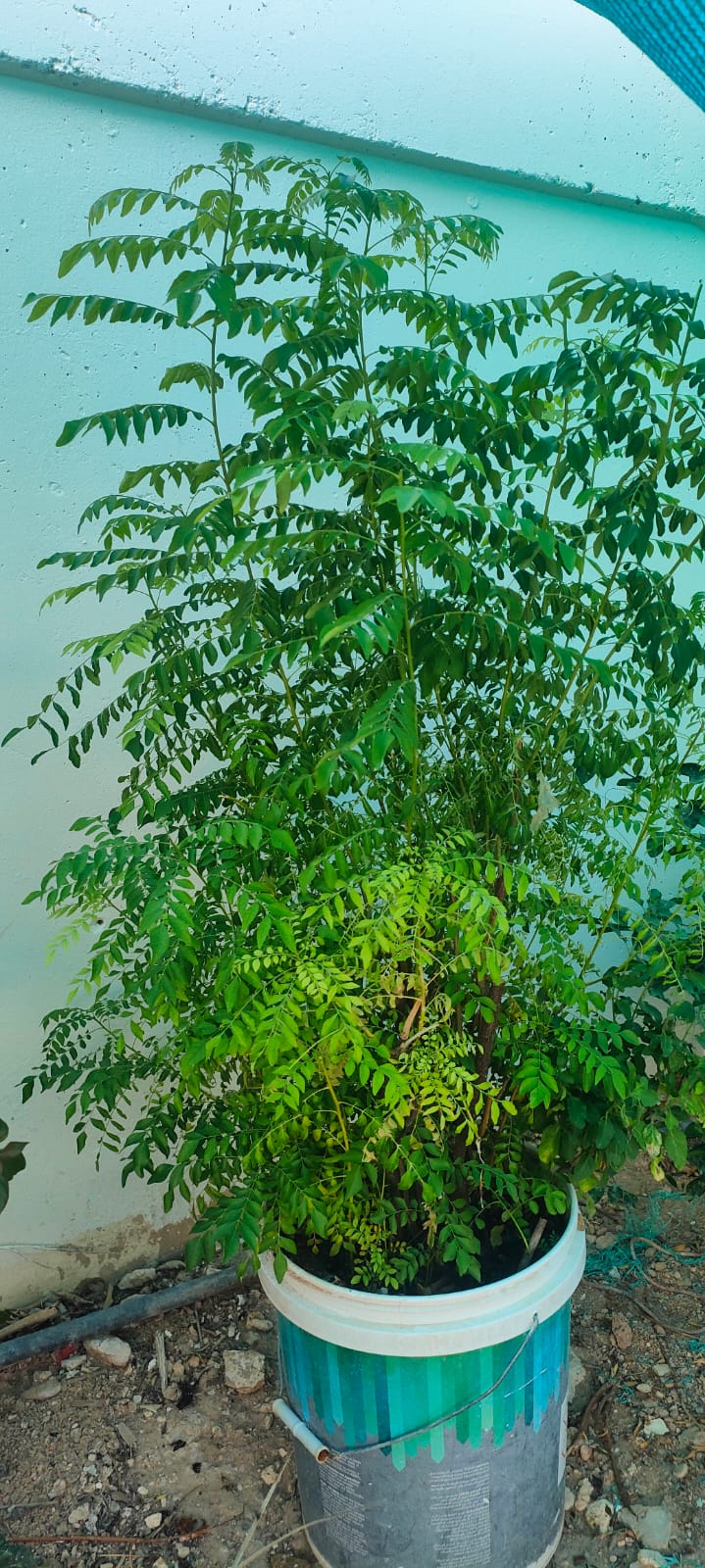 Ready to use Fully grown Well managed plants for sales - Image 6