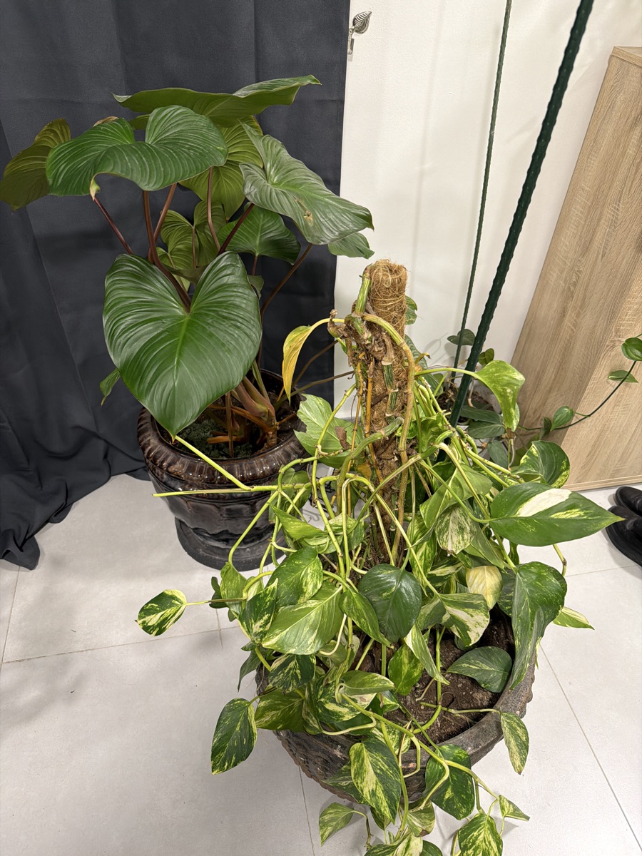 Indoor plants - Image 5