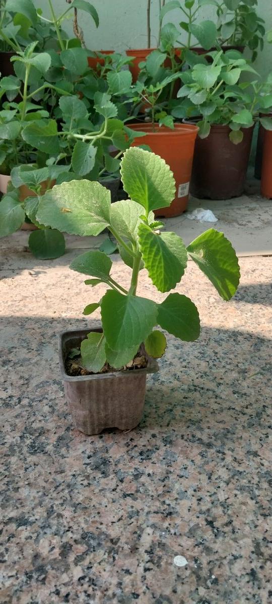 Ajwain Plant - Image 2