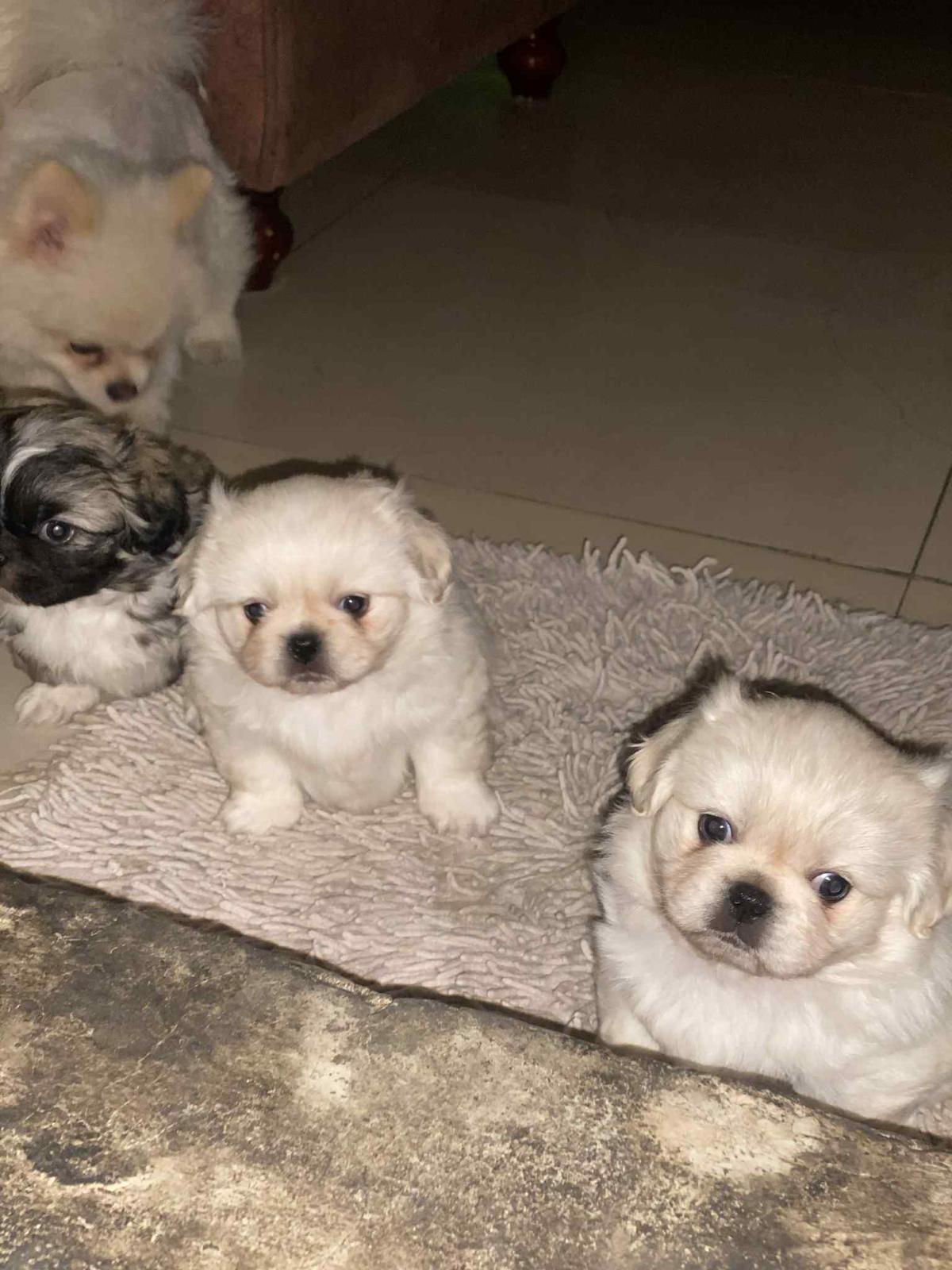 Pekingese Puppies  - Image 3