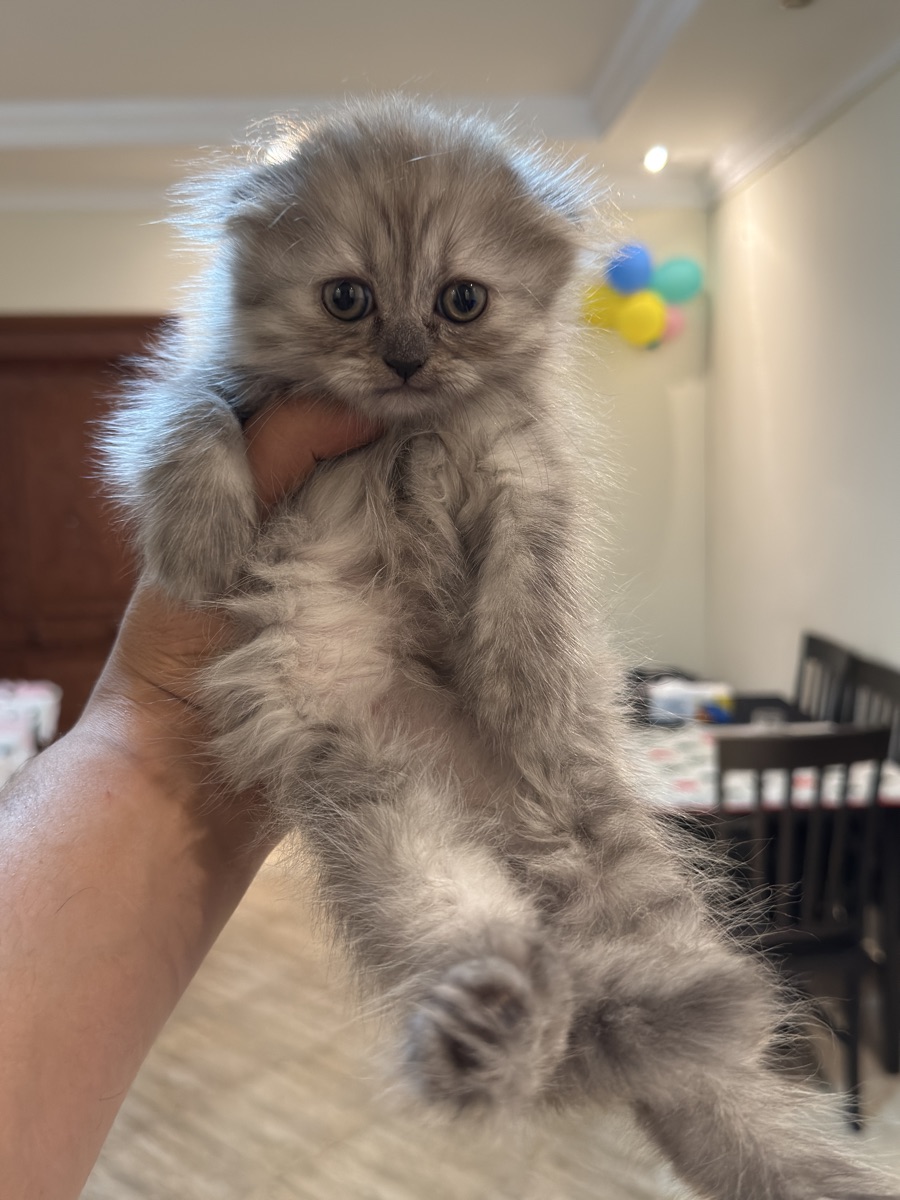 Playful female kitten for sale - Image 3